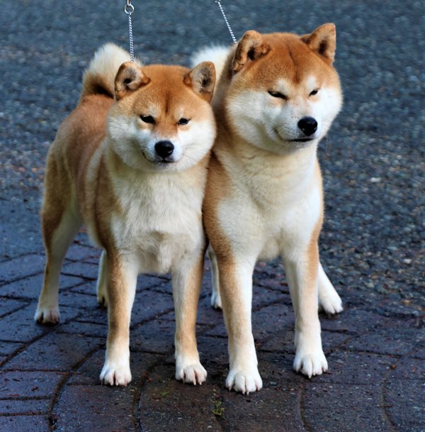 Ckc sales shiba inu