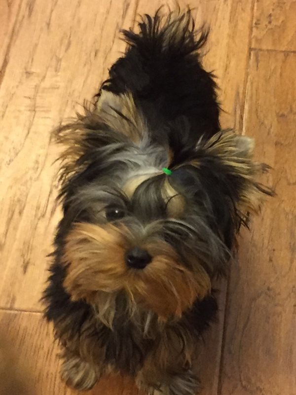 Ckc yorkie hot sale puppies prices