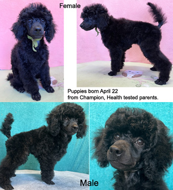 Ckc miniature poodle breeders best sale