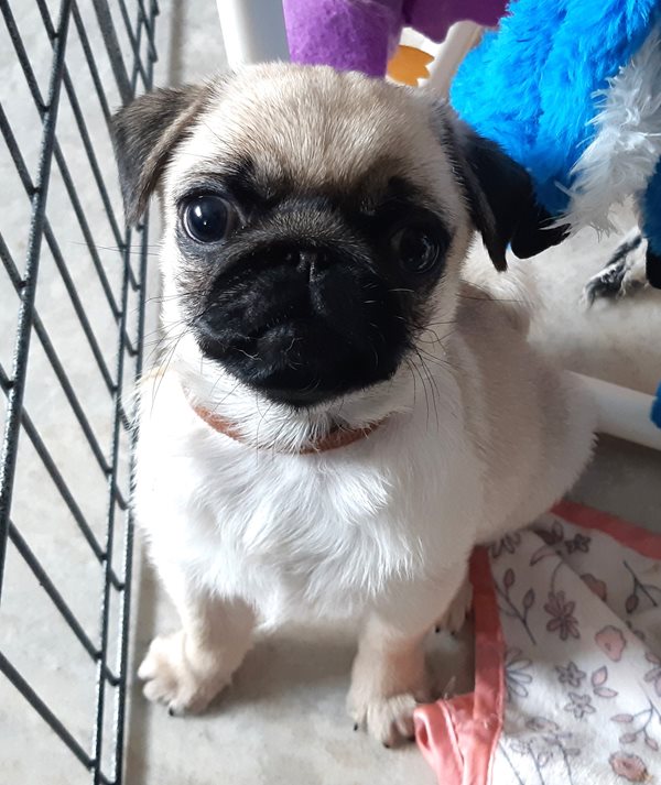 Ckc store pug breeders