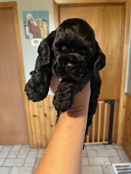 Ckc cocker spaniel puppies for sale hotsell