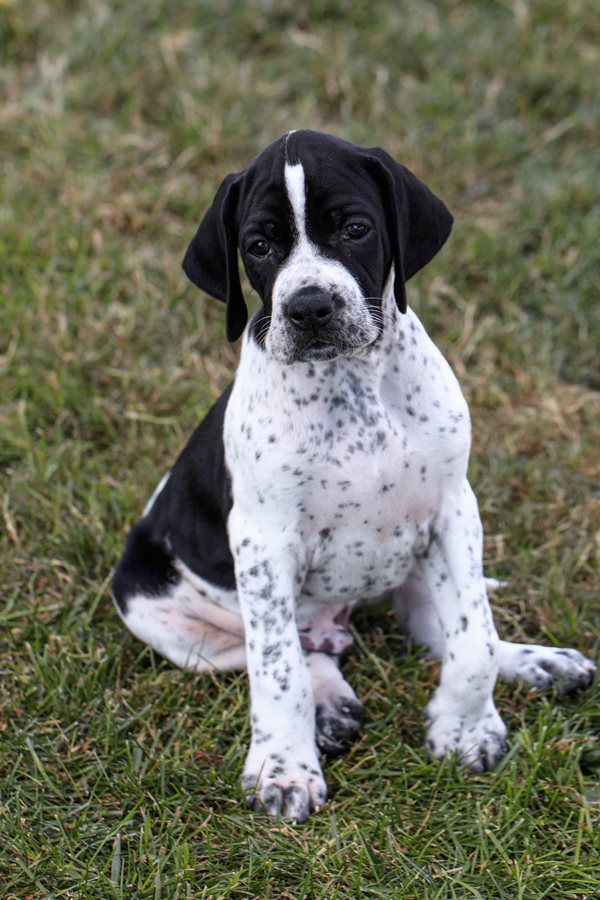 Canadian sales pointer dog