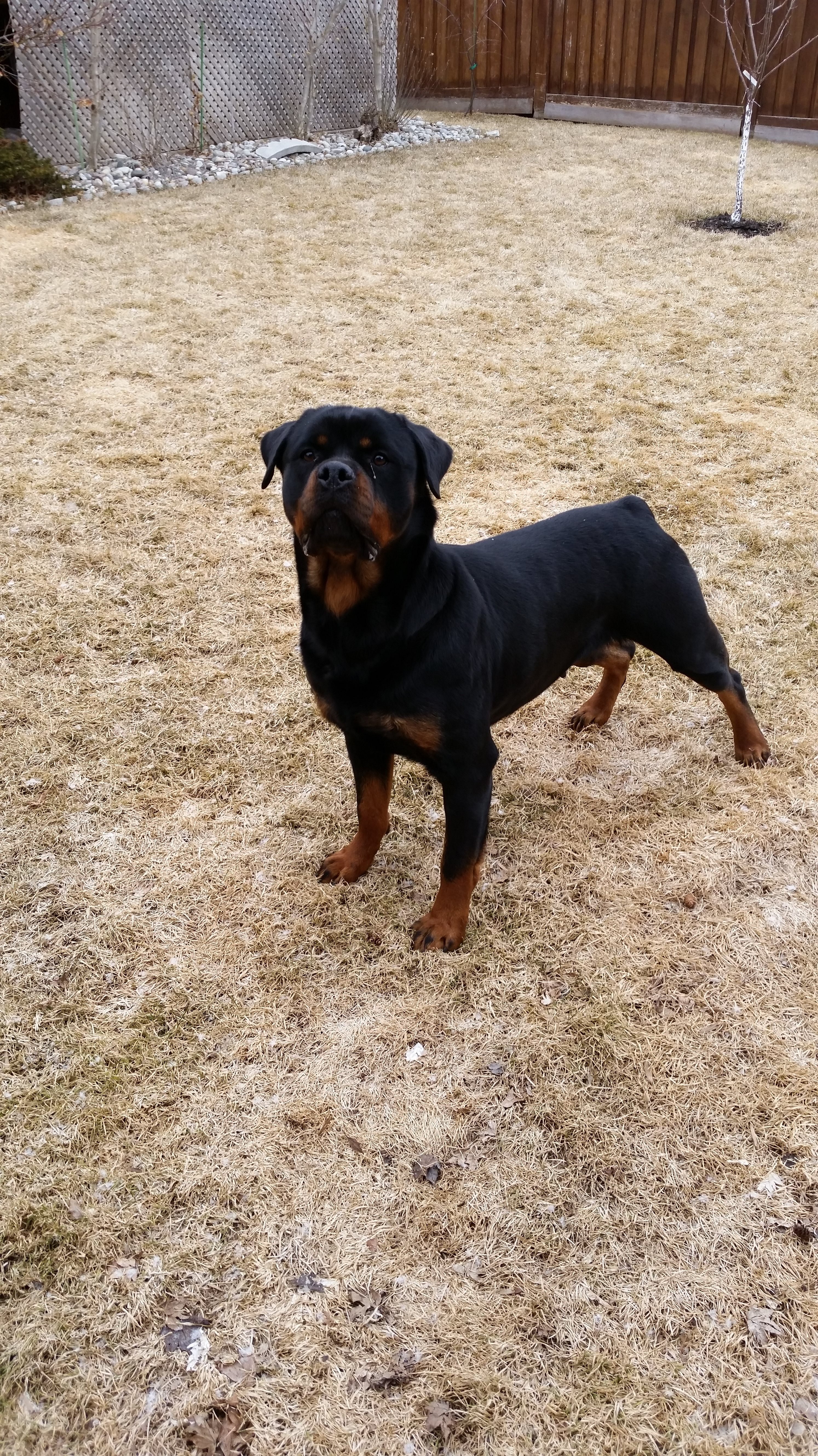 Ckc rottweiler store puppies for sale