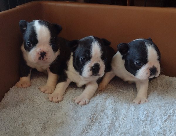 Ckc boston terrier shop puppies for sale