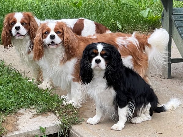 Kennel club king charles spaniel for sale best sale