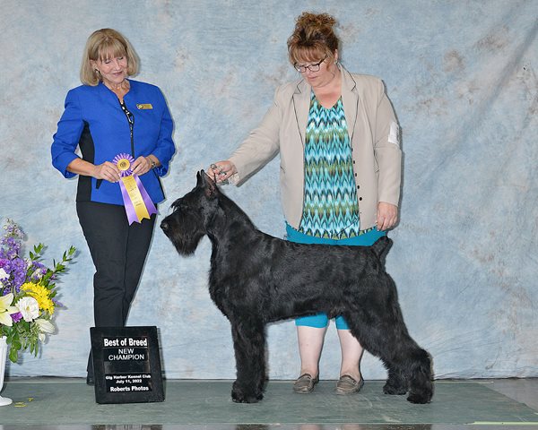 Giant schnauzer best sale breeders bc