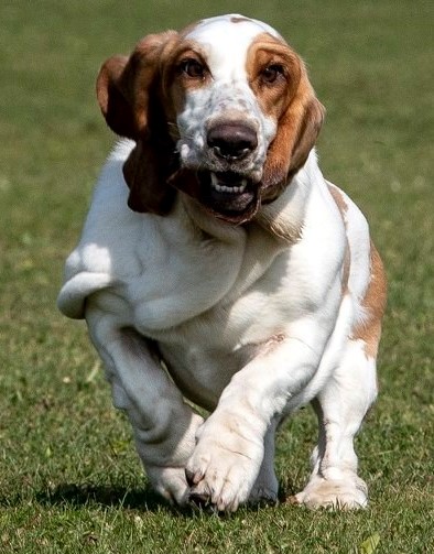 Mini basset hound outlet puppies ckc