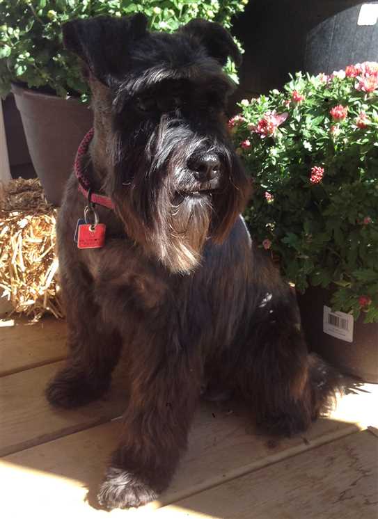 ckc miniature schnauzer