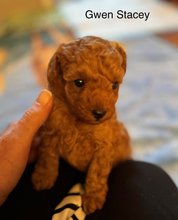 Ckc toy outlet poodle breeders