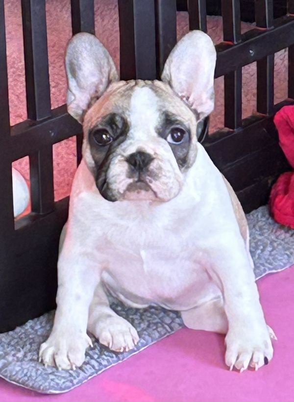 Ckc 2024 french bulldog