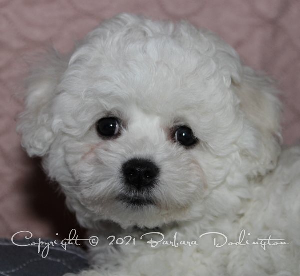 Ckc bichon sale frise breeders