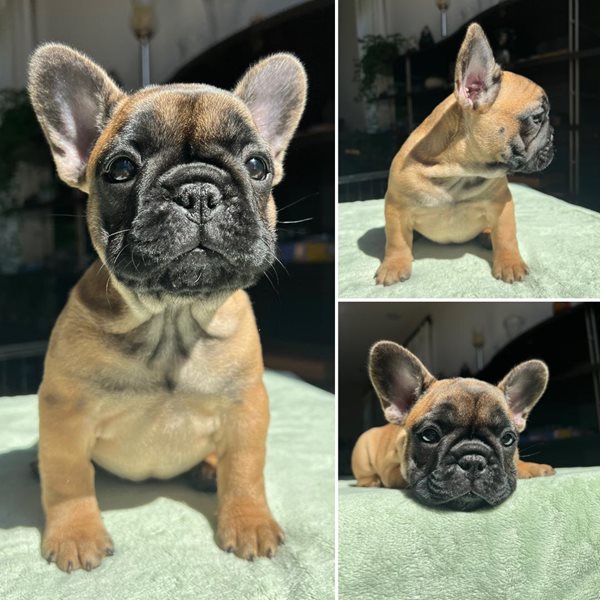 Ckc french bulldog puppies for sale best sale