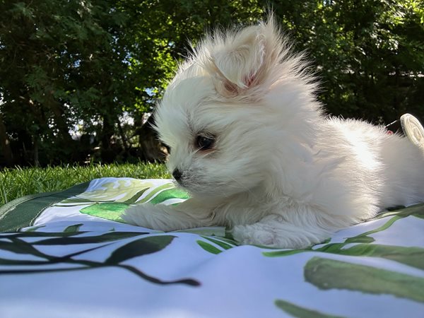 Ckc maltese puppies for sale best sale