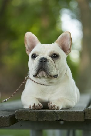 French-Bulldog.jpg