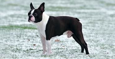 Ckc boston terrier store breeders