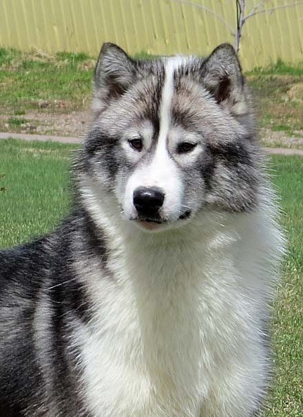 Siberian hot sale inuit dog