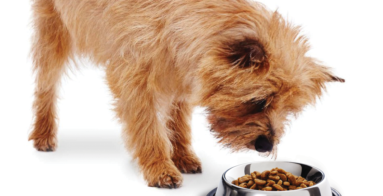 Breeders dog clearance food