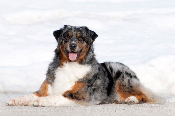 canadian kennel club registered breeders