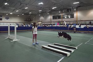 Broad-jump-Photo-Brian-Gray-Swansea-Dog-Obedience.jpg