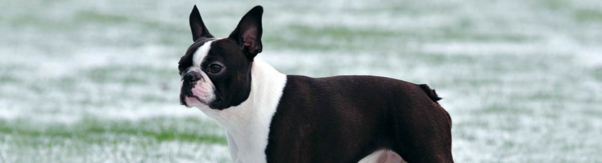 Akc non sporting store breeds