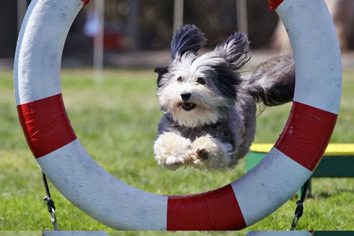 Havanese Cracks Top 5 in Canadian Kennel Club's Top 10 ...