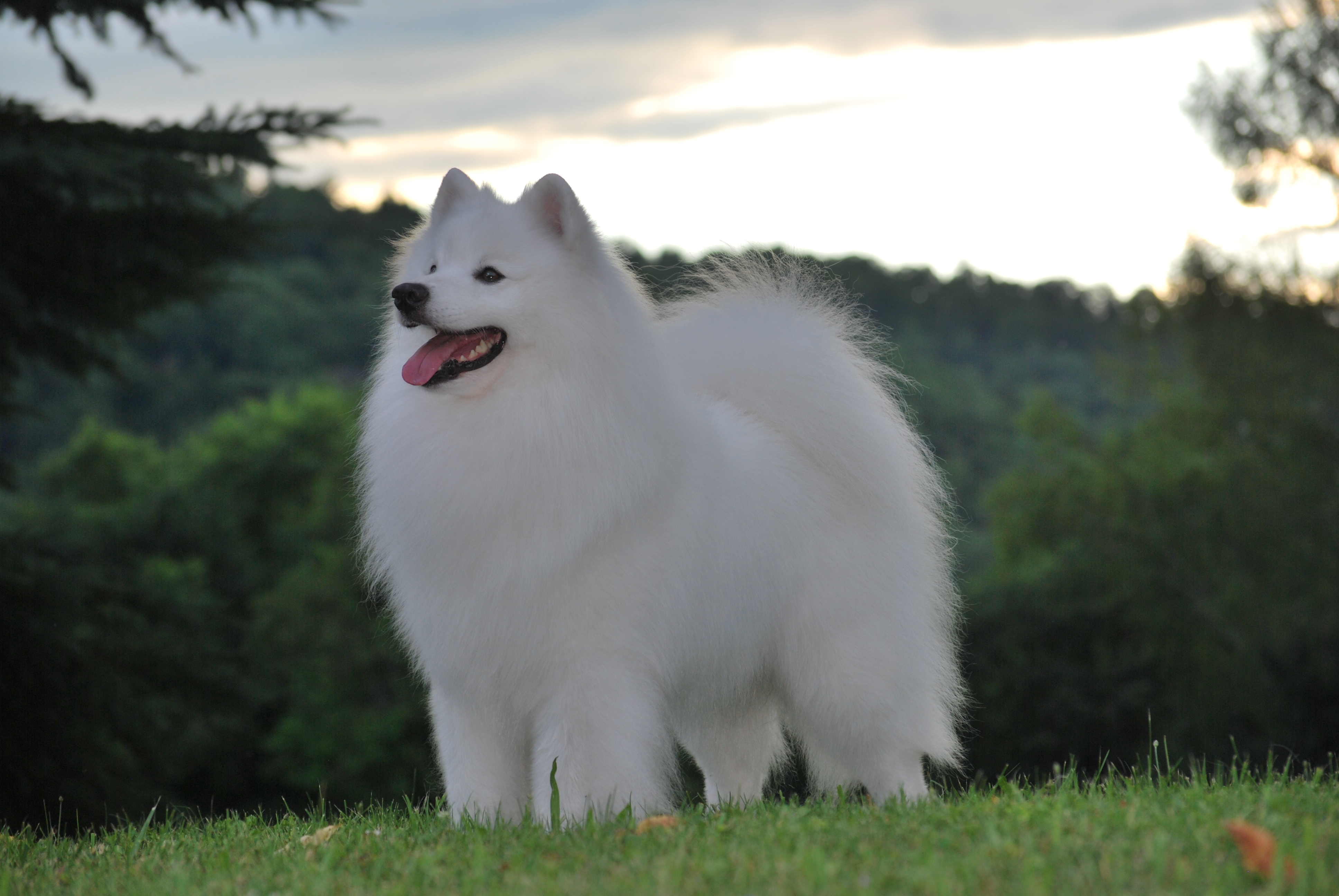 Sans hot sale american eskimo