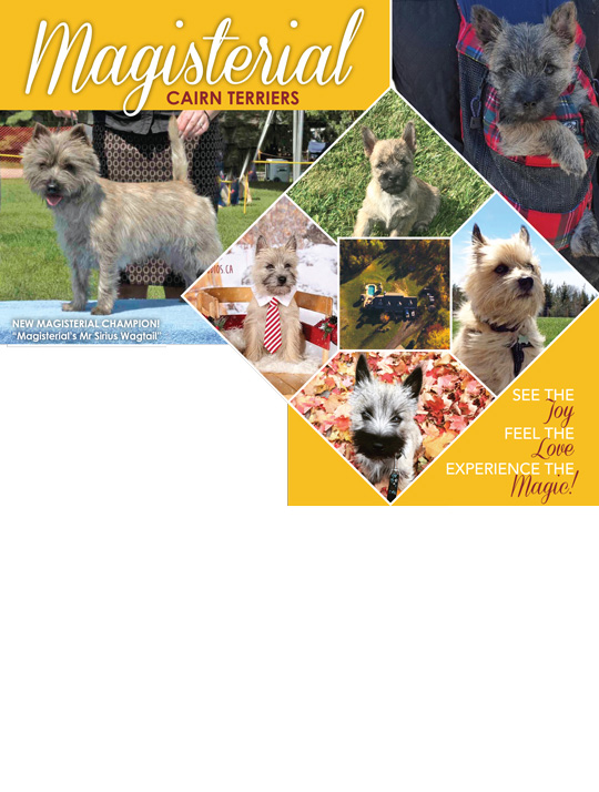 Kennel club cairn terrier puppies hotsell