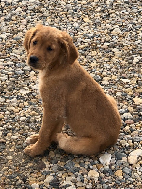 Canadian golden best sale retriever puppies