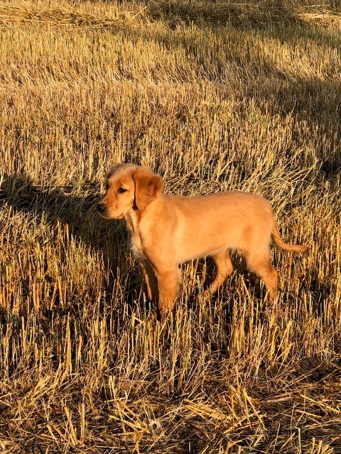 Golden shop retriever ckc