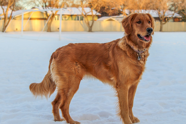 Canadian golden sale retriever breeders