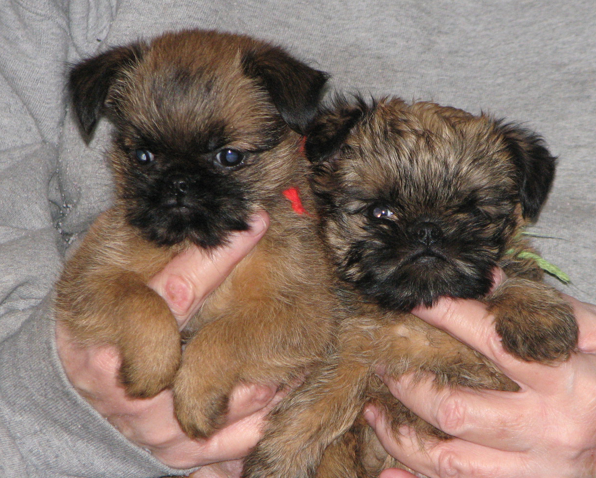 Pedigree griffon best sale puppies for sale