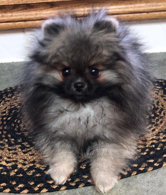 Canadian breeders hot sale of pomeranians