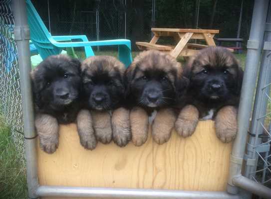 Leonberger puppies for sale hot sale 2019