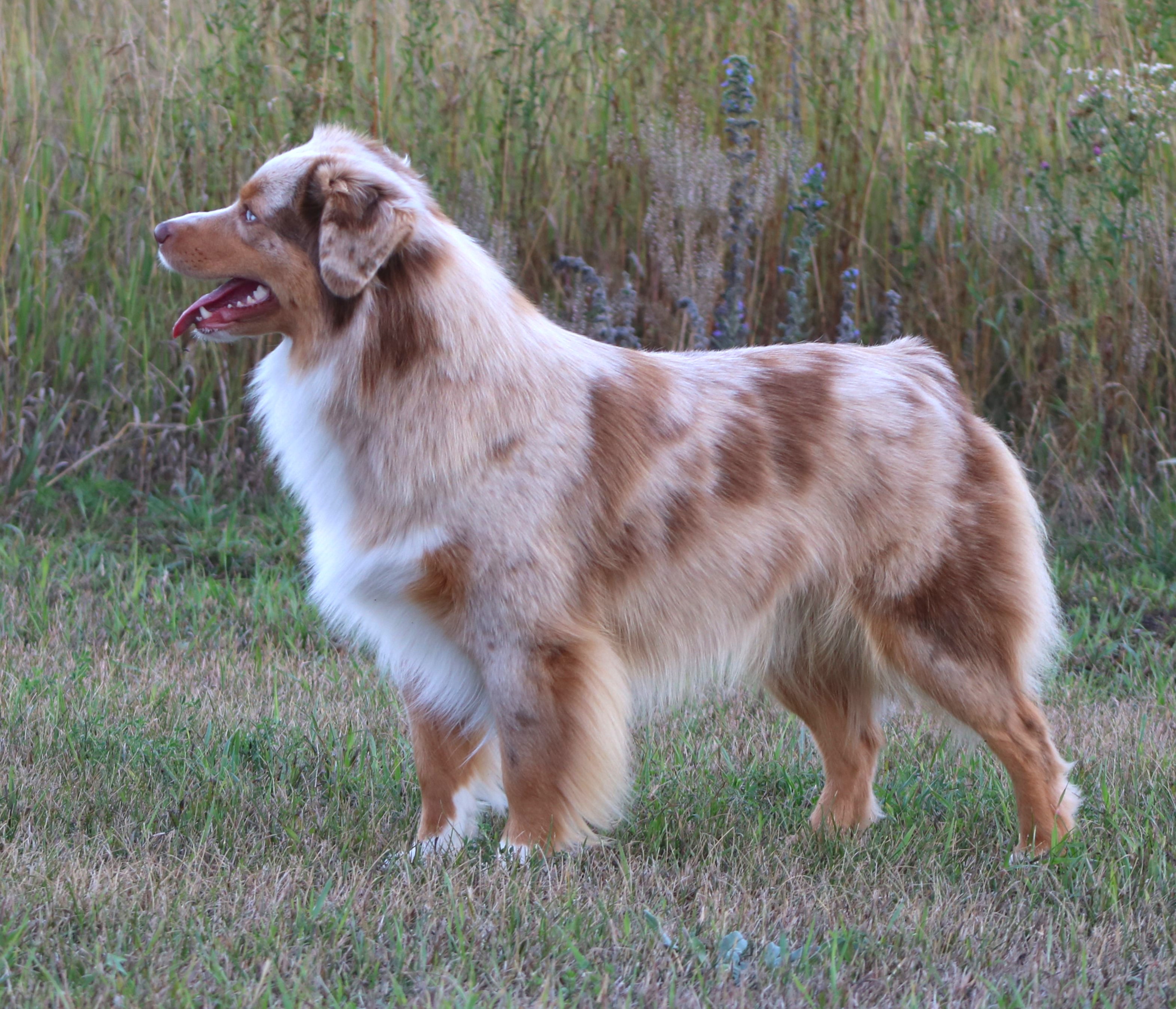 American shepherd outlet breeders