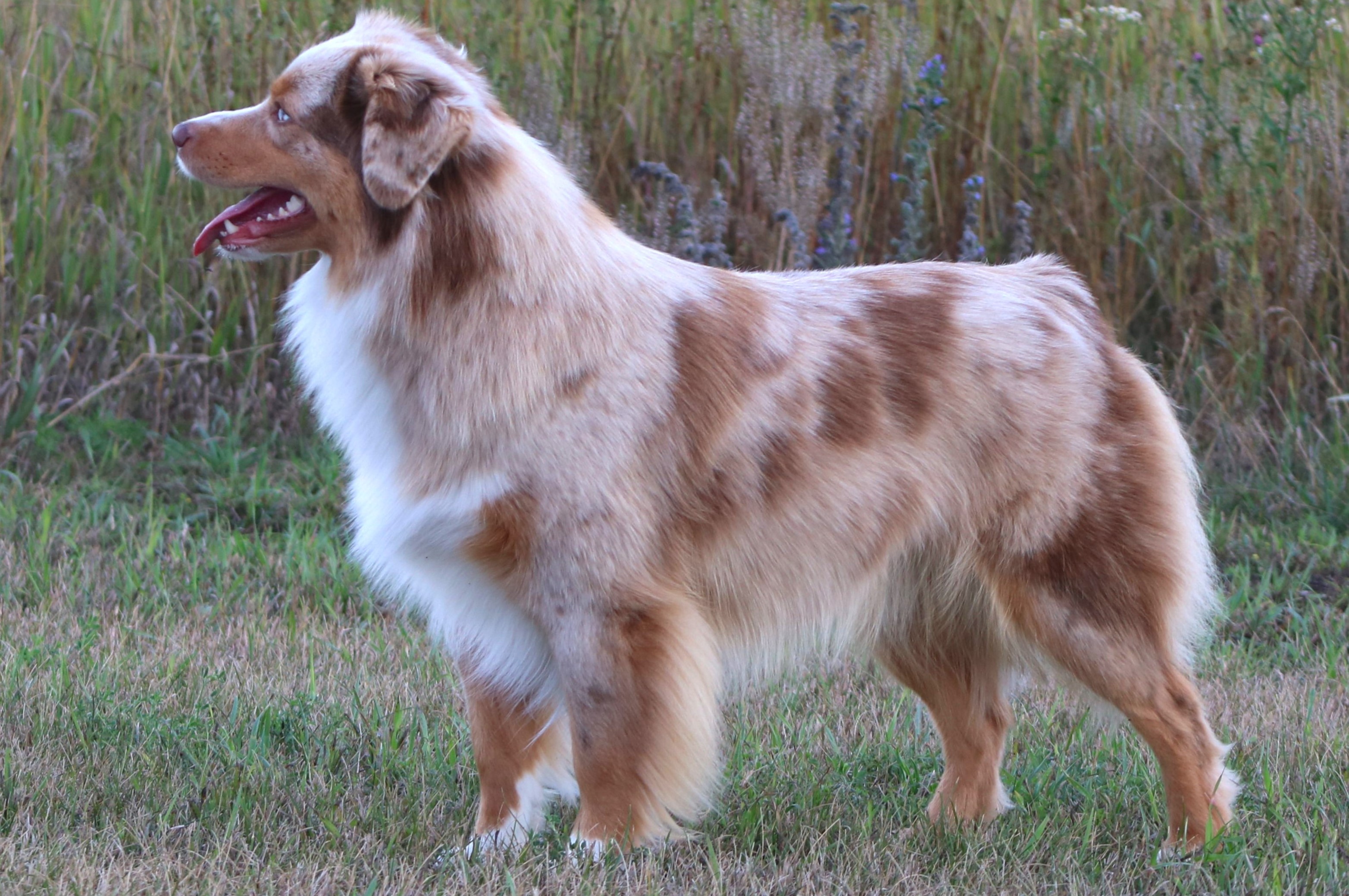 Largest Dog Breeds – American Kennel Club