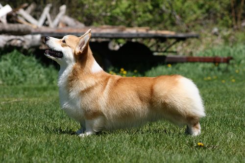 Corgi kennel shop