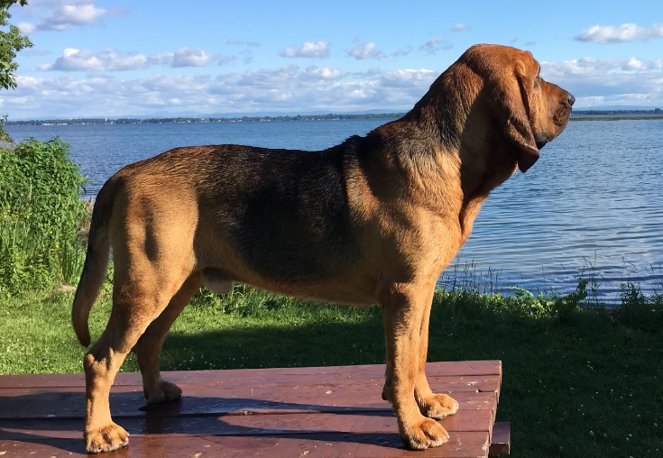 Bloodhound best sale guard dog