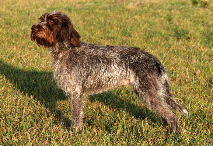 German wirehaired griffon pointer best sale