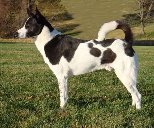 can a canaan dog live in cuba