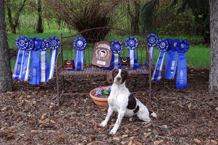 Spaniel-Open-All-Age-2-1.JPG