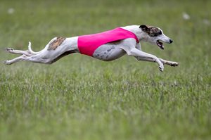 Gemma-11May25-winning-BOB-run-off-Angus-Barrie-1.jpg Gemma-11May25-winning-BOB-run-off-Angus-Barrie-1.jpg