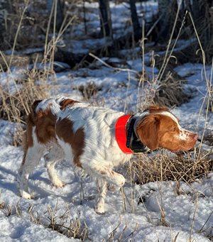 Zeke-pointing-Dec-16-2023_2.jpg Zeke-pointing-Dec-16-2023_2.jpg