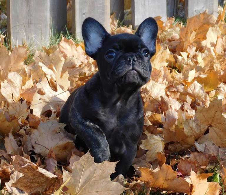 Ckc french sale bulldog