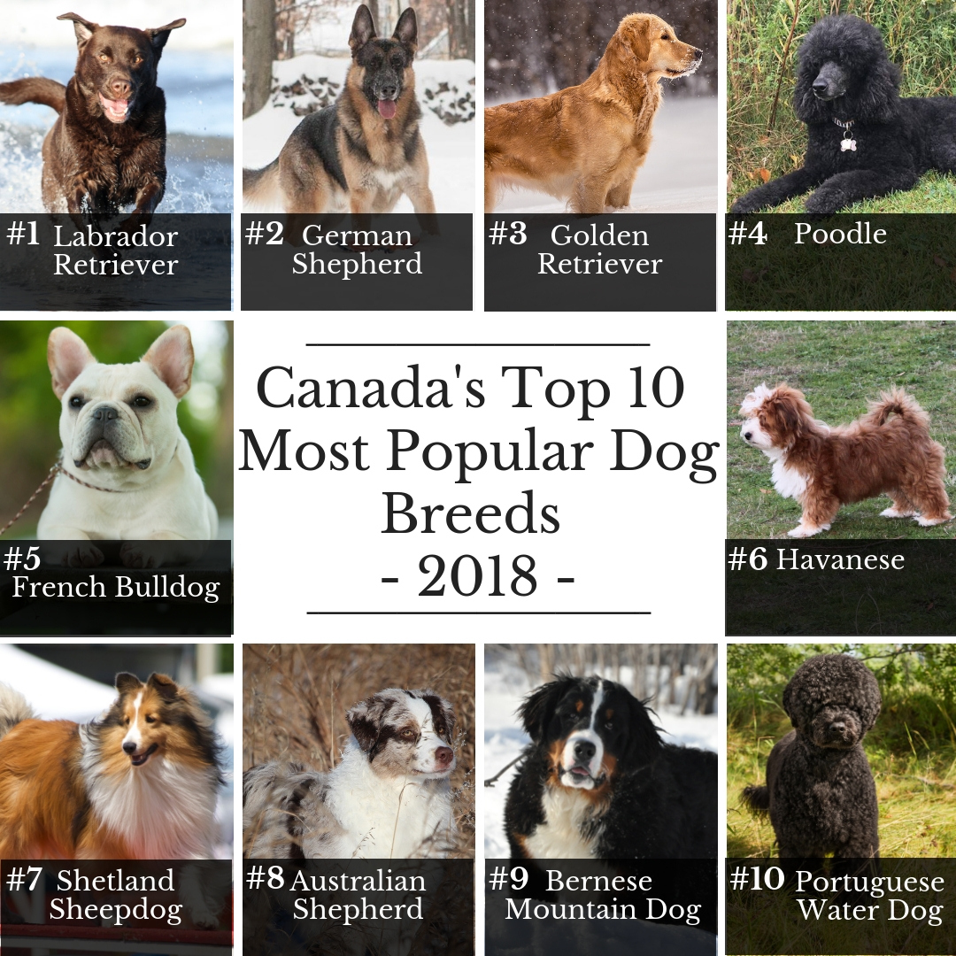 Top 10 dog sales breeds 2018