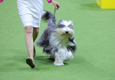 beardedcollie.jpeg