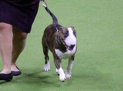 bullterriercolored-1.jpeg bullterriercolored-1.jpeg