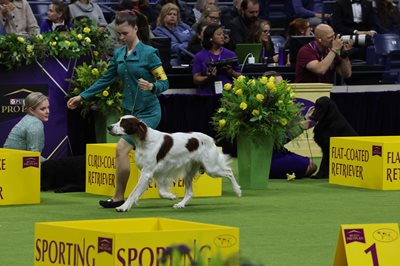 irishredandwhitesetter.jpeg