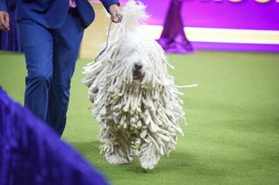 komondor.jpeg