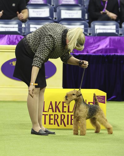 lakelandterrier.jpeg