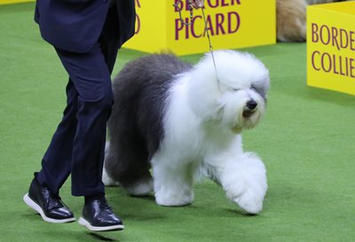 oldenglishsheepdog.jpeg